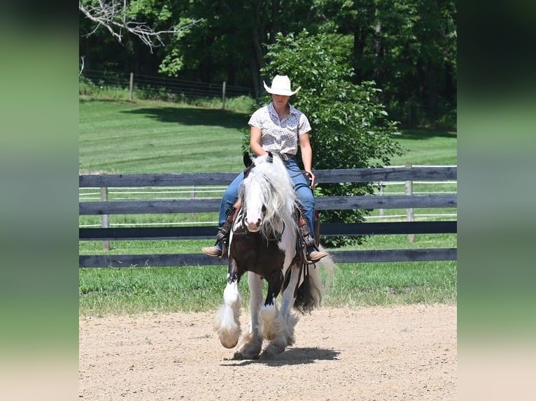 Cob Irlandese / Tinker / Gypsy Vanner Castrone 9 Anni 142 cm Tobiano-tutti i colori in Winslow