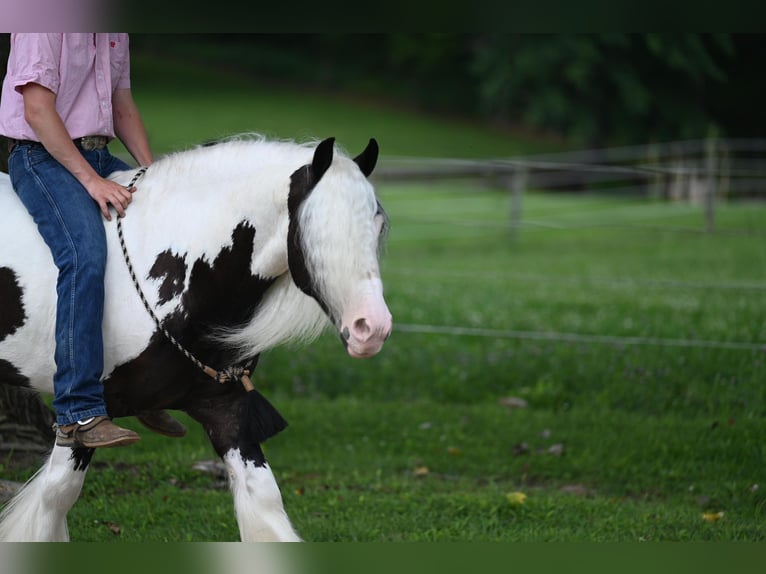 Cob Irlandese / Tinker / Gypsy Vanner Castrone 9 Anni 142 cm Tobiano-tutti i colori in Winslow