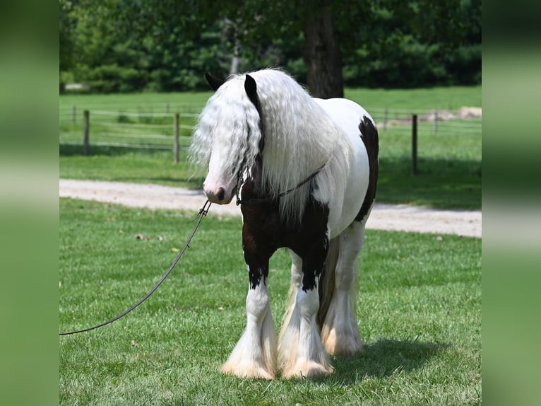 Cob Irlandese / Tinker / Gypsy Vanner Castrone 9 Anni 142 cm Tobiano-tutti i colori in Winslow