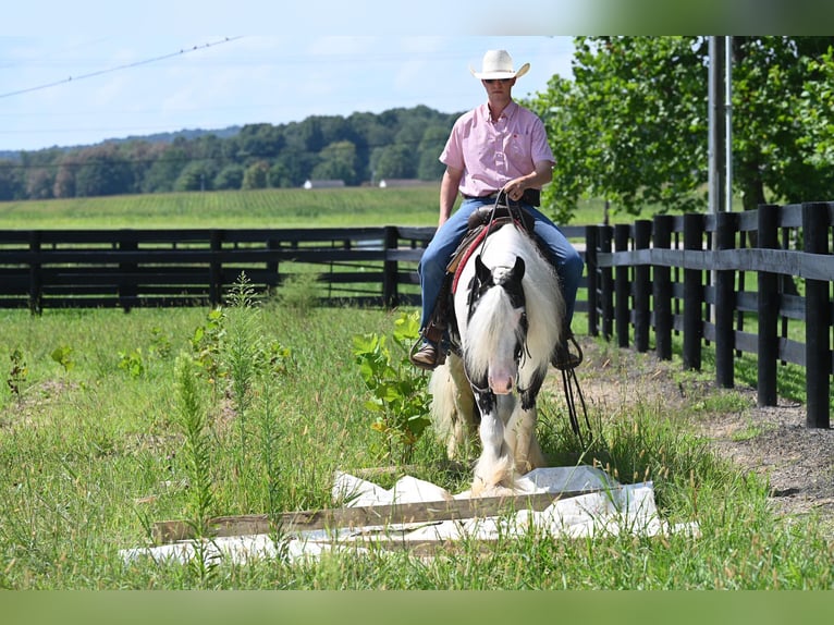 Cob Irlandese / Tinker / Gypsy Vanner Castrone 9 Anni 142 cm Tobiano-tutti i colori in Winslow