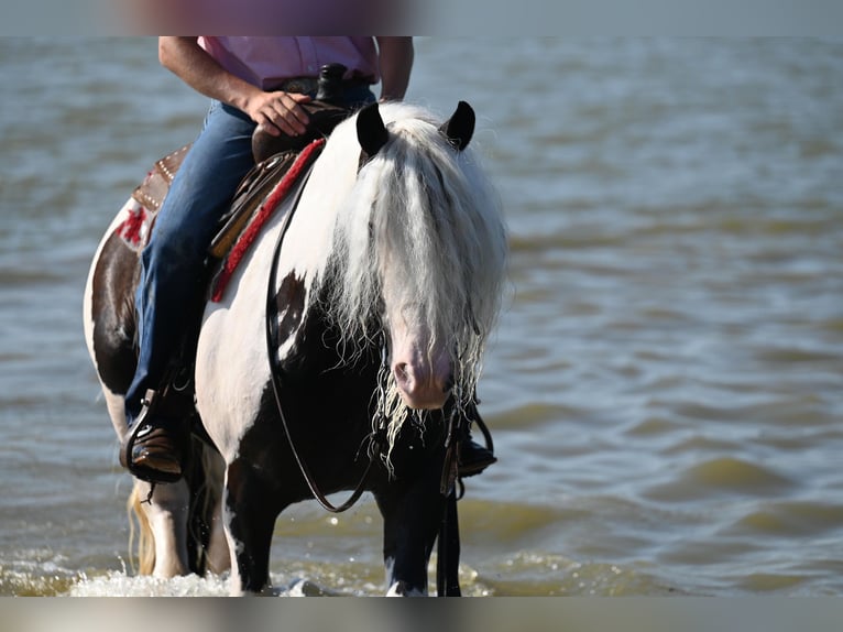 Cob Irlandese / Tinker / Gypsy Vanner Castrone 9 Anni 142 cm Tobiano-tutti i colori in Winslow