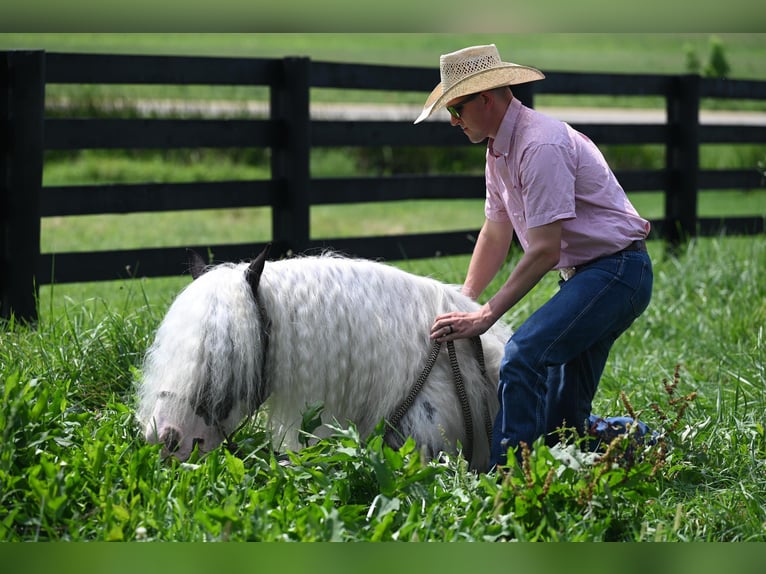 Cob Irlandese / Tinker / Gypsy Vanner Castrone 9 Anni 142 cm Tobiano-tutti i colori in Winslow