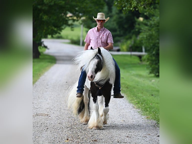 Cob Irlandese / Tinker / Gypsy Vanner Castrone 9 Anni 142 cm Tobiano-tutti i colori in Winslow