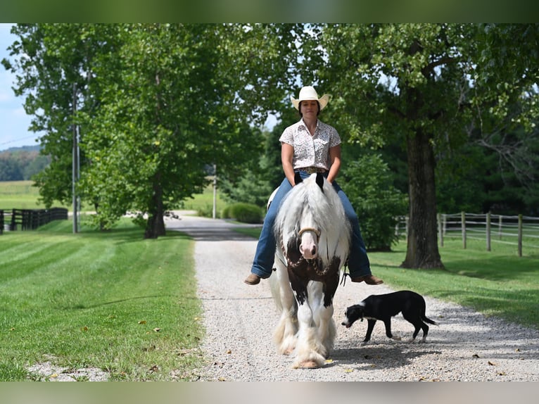 Cob Irlandese / Tinker / Gypsy Vanner Castrone 9 Anni 142 cm Tobiano-tutti i colori in Winslow