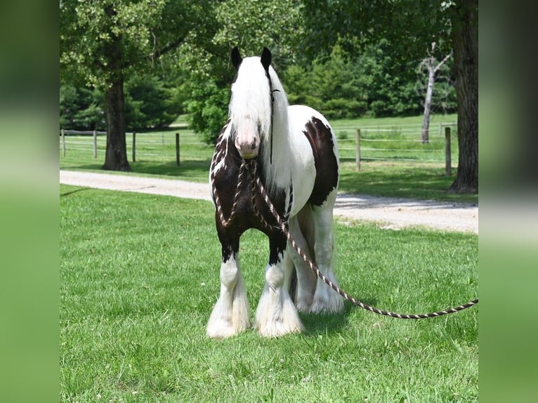 Cob Irlandese / Tinker / Gypsy Vanner Castrone 9 Anni 142 cm Tobiano-tutti i colori in Winslow