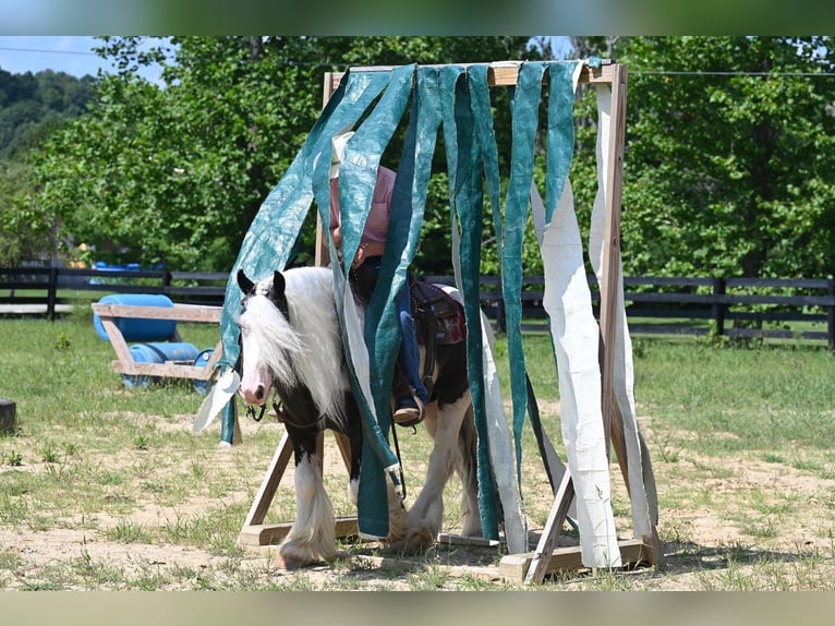 Cob Irlandese / Tinker / Gypsy Vanner Castrone 9 Anni 142 cm Tobiano-tutti i colori in Winslow