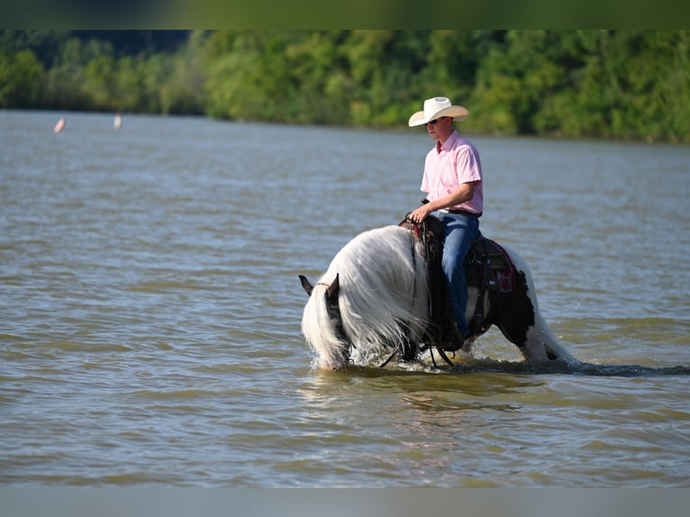 Cob Irlandese / Tinker / Gypsy Vanner Castrone 9 Anni 142 cm Tobiano-tutti i colori in Winslow