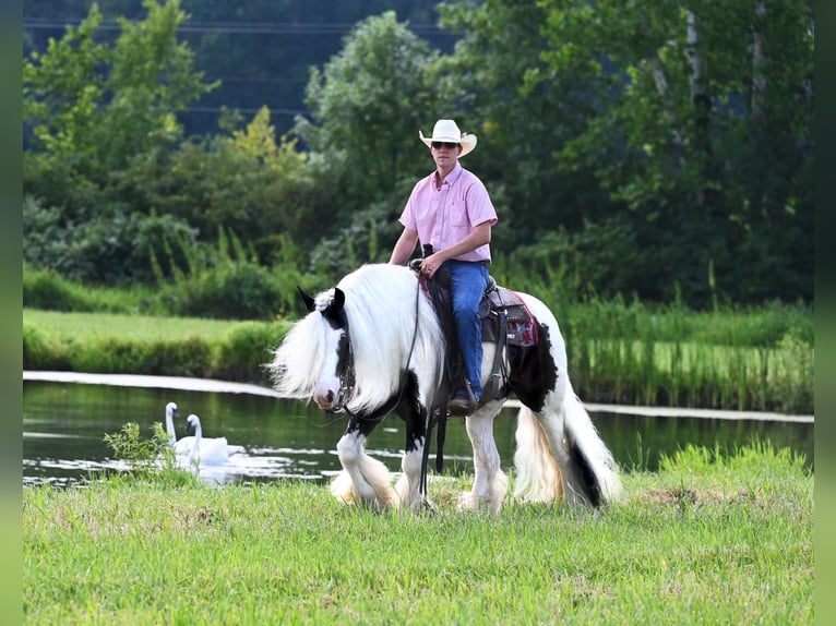 Cob Irlandese / Tinker / Gypsy Vanner Castrone 9 Anni 142 cm Tobiano-tutti i colori in Winslow