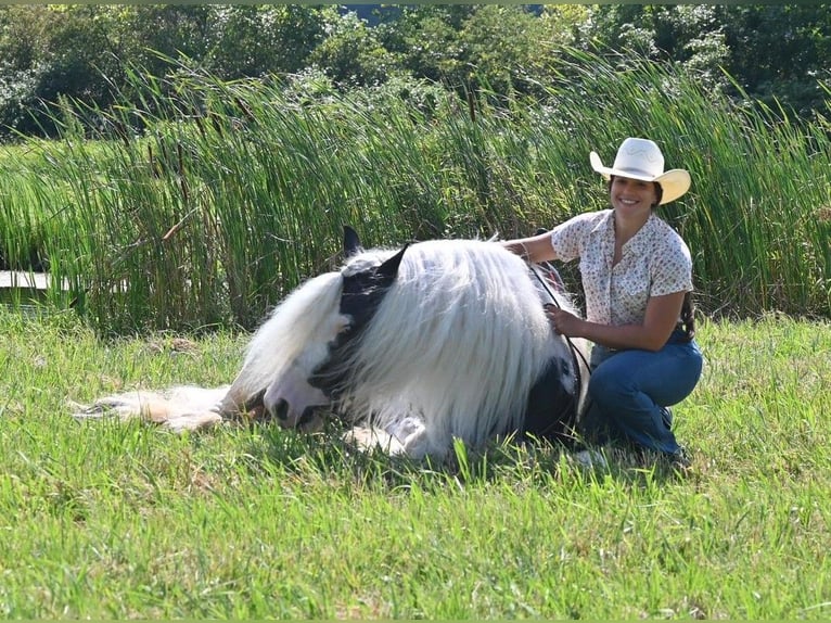 Cob Irlandese / Tinker / Gypsy Vanner Castrone 9 Anni 142 cm Tobiano-tutti i colori in Winslow