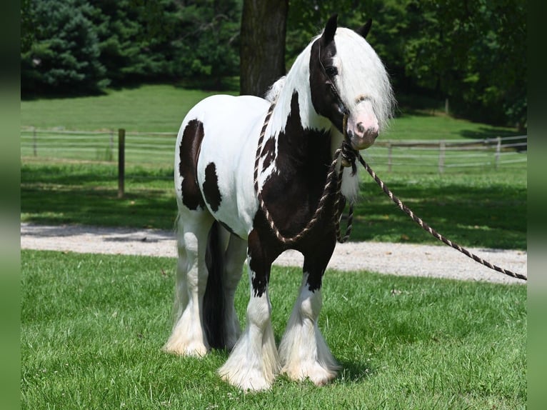 Cob Irlandese / Tinker / Gypsy Vanner Castrone 9 Anni 142 cm Tobiano-tutti i colori in Winslow