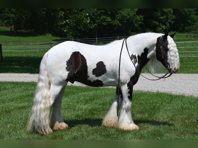 Cob Irlandese / Tinker / Gypsy Vanner Castrone 9 Anni 142 cm Tobiano-tutti i colori in Winslow