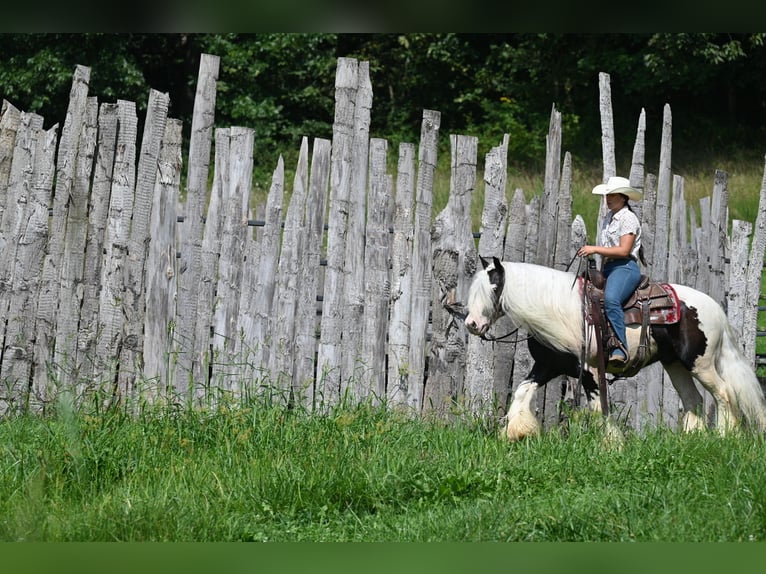 Cob Irlandese / Tinker / Gypsy Vanner Castrone 9 Anni 142 cm Tobiano-tutti i colori in Winslow