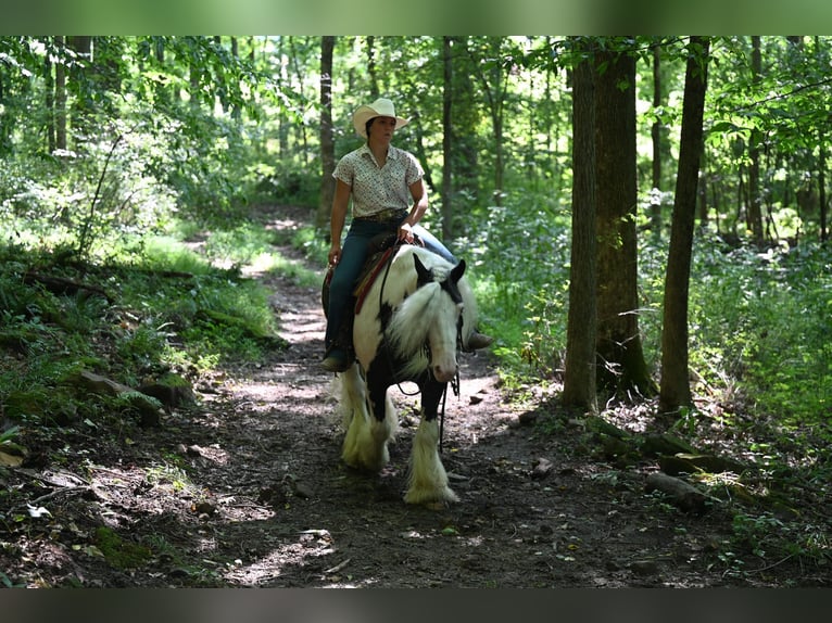 Cob Irlandese / Tinker / Gypsy Vanner Castrone 9 Anni 142 cm Tobiano-tutti i colori in Winslow