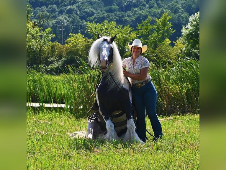 Cob Irlandese / Tinker / Gypsy Vanner Castrone 9 Anni 142 cm Tobiano-tutti i colori in Winslow