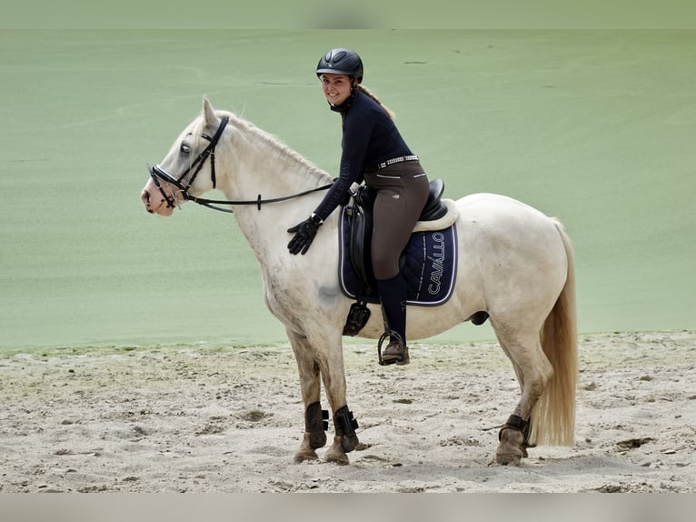 Cob Irlandese / Tinker / Gypsy Vanner Mix Castrone 9 Anni 146 cm Bianco in Bispingen