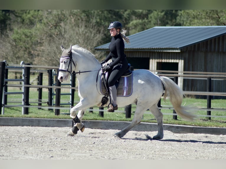 Cob Irlandese / Tinker / Gypsy Vanner Mix Castrone 9 Anni 146 cm Bianco in Bispingen