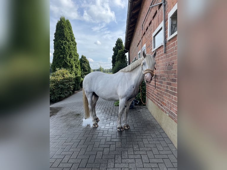 Cob Irlandese / Tinker / Gypsy Vanner Mix Castrone 9 Anni 146 cm Bianco in Bispingen