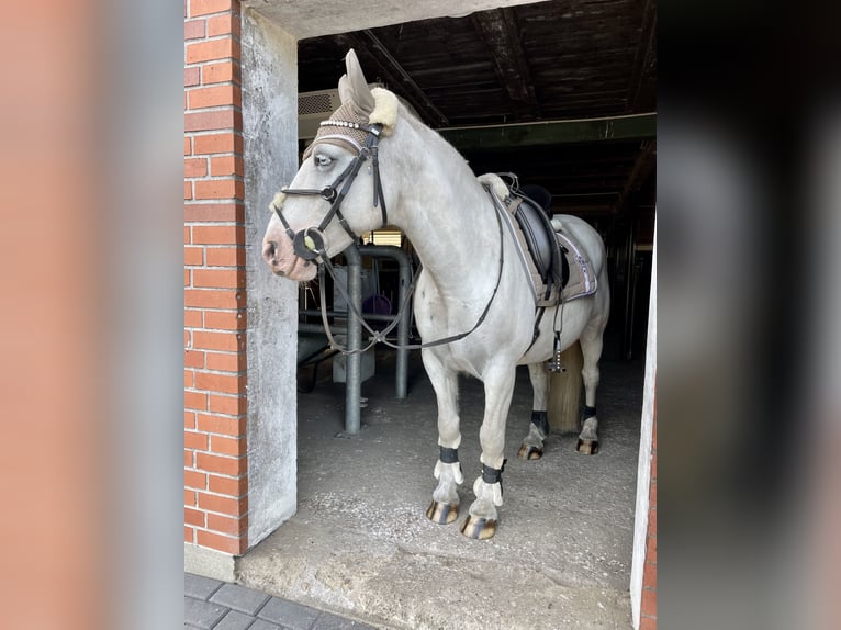 Cob Irlandese / Tinker / Gypsy Vanner Mix Castrone 9 Anni 146 cm Bianco in Bispingen