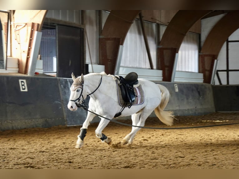 Cob Irlandese / Tinker / Gypsy Vanner Mix Castrone 9 Anni 146 cm Bianco in Bispingen