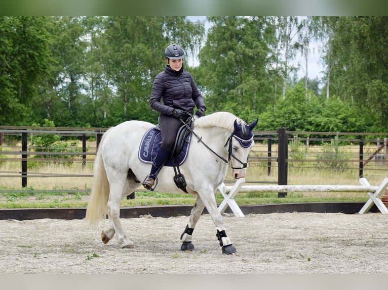 Cob Irlandese / Tinker / Gypsy Vanner Mix Castrone 9 Anni 146 cm Bianco in Bispingen