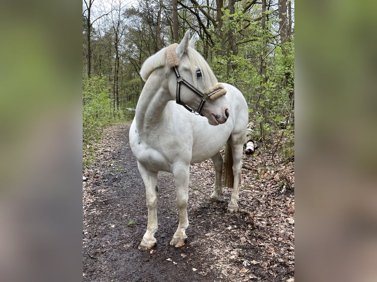 Cob Irlandese / Tinker / Gypsy Vanner Mix Castrone 9 Anni 146 cm Bianco in Bispingen