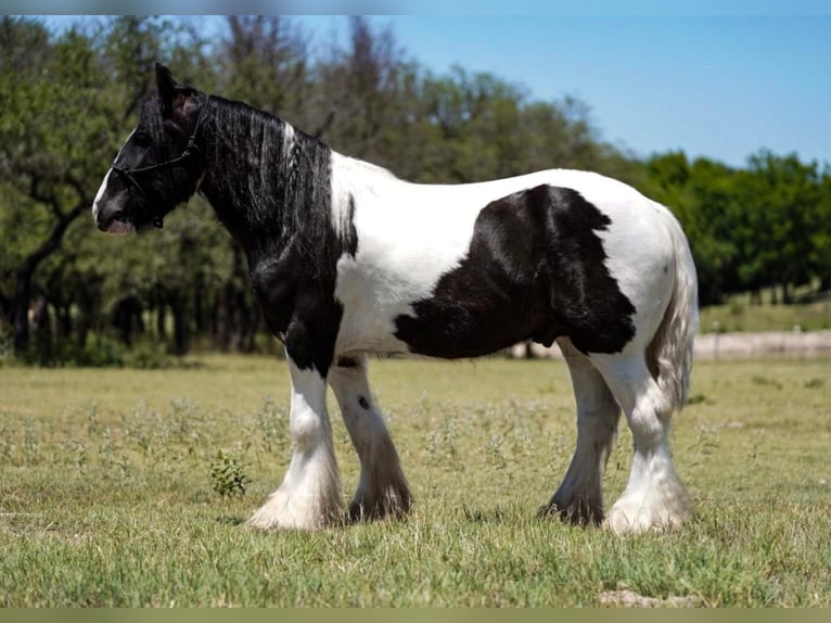 Cob Irlandese / Tinker / Gypsy Vanner Castrone 9 Anni 150 cm Tobiano-tutti i colori in comanche TX