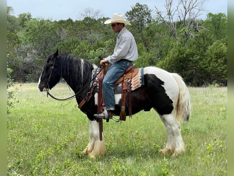 Cob Irlandese / Tinker / Gypsy Vanner Castrone 9 Anni 150 cm Tobiano-tutti i colori in comanche TX