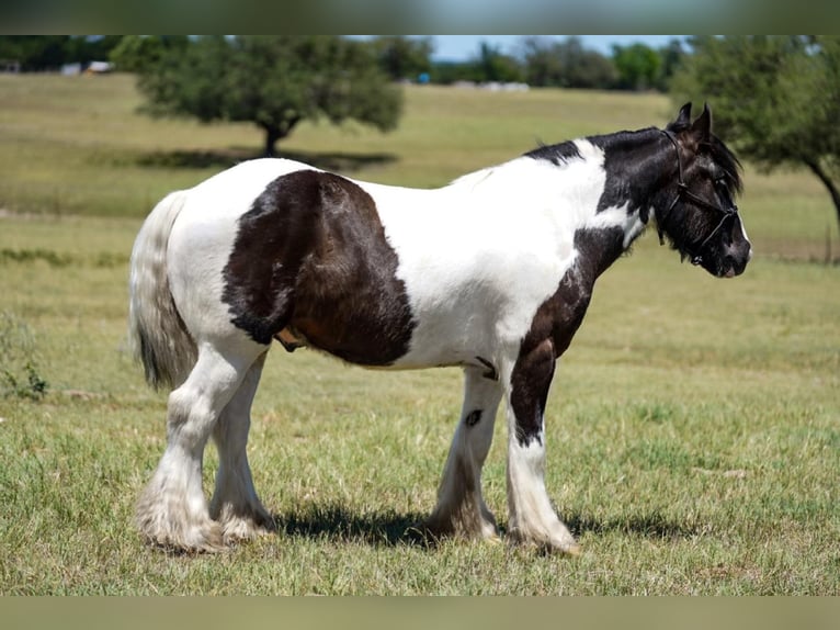 Cob Irlandese / Tinker / Gypsy Vanner Castrone 9 Anni 150 cm Tobiano-tutti i colori in comanche TX