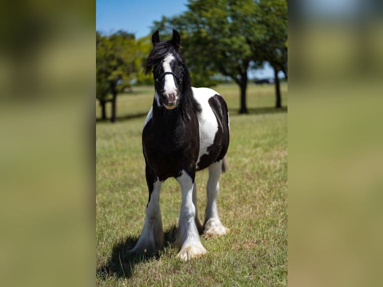 Cob Irlandese / Tinker / Gypsy Vanner Castrone 9 Anni 150 cm Tobiano-tutti i colori in comanche TX