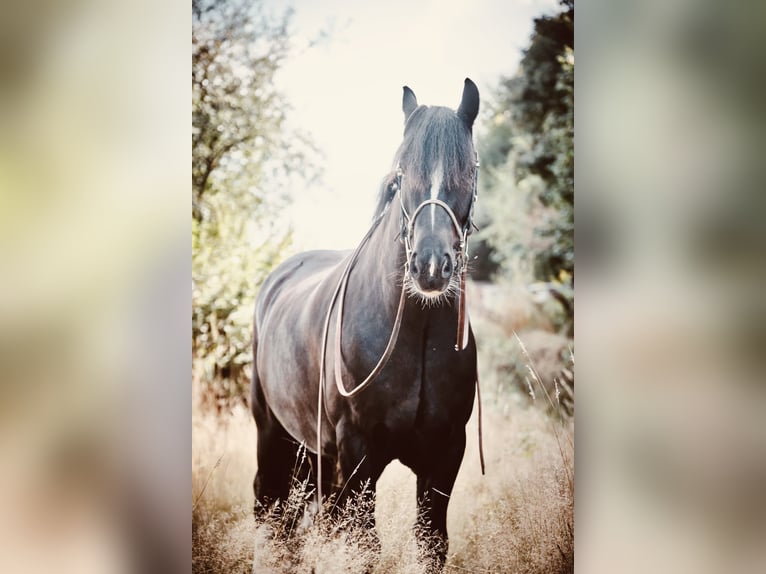 Cob Irlandese / Tinker / Gypsy Vanner Castrone 9 Anni 152 cm Morello in Haren