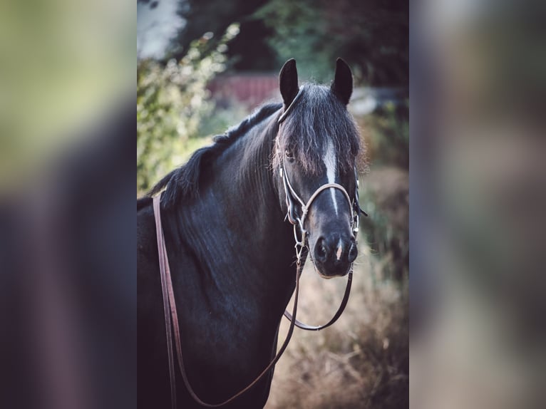 Cob Irlandese / Tinker / Gypsy Vanner Castrone 9 Anni 152 cm Morello in Haren