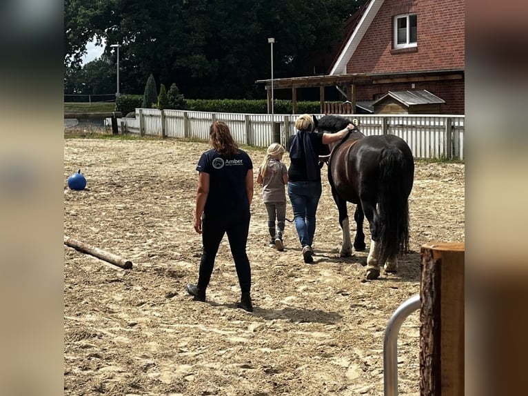 Cob Irlandese / Tinker / Gypsy Vanner Castrone 9 Anni 152 cm Morello in Haren