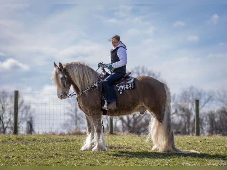 Cob Irlandese / Tinker / Gypsy Vanner Castrone 9 Anni 157 cm in Elkton, KY