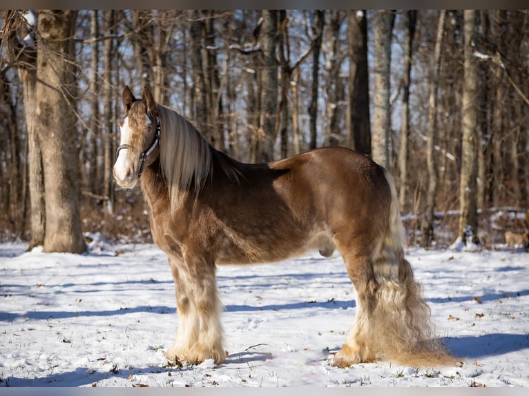 Cob Irlandese / Tinker / Gypsy Vanner Castrone 9 Anni 157 cm in Elkton, KY