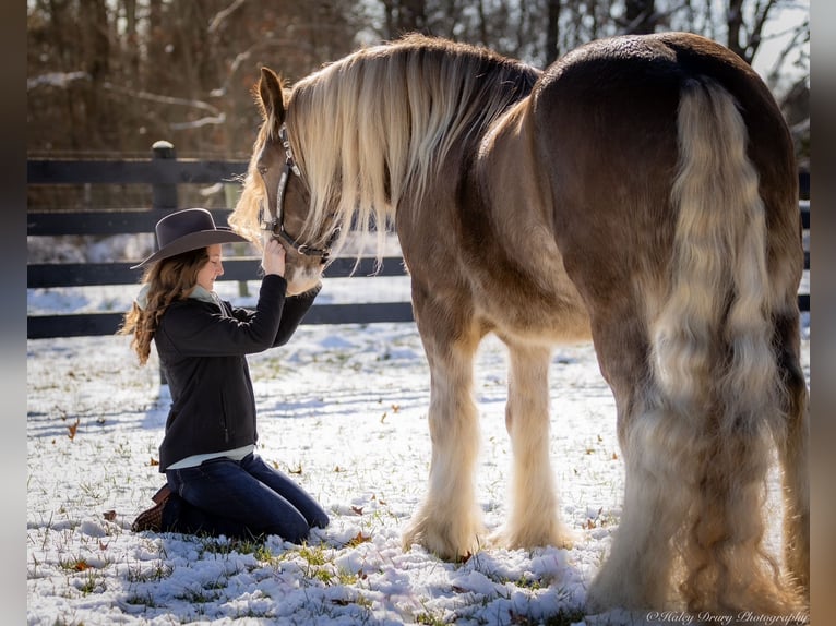 Cob Irlandese / Tinker / Gypsy Vanner Castrone 9 Anni 157 cm in Elkton, KY