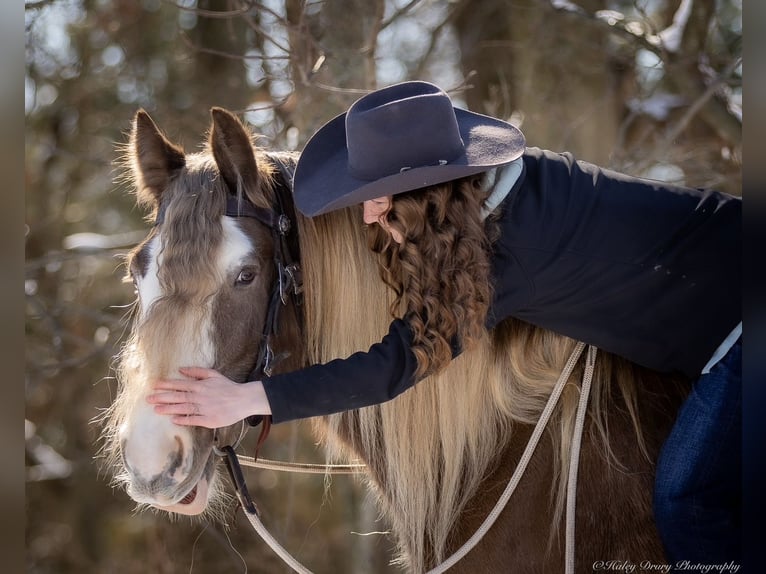 Cob Irlandese / Tinker / Gypsy Vanner Castrone 9 Anni 157 cm in Elkton, KY