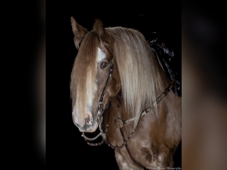 Cob Irlandese / Tinker / Gypsy Vanner Castrone 9 Anni 157 cm in Elkton, KY