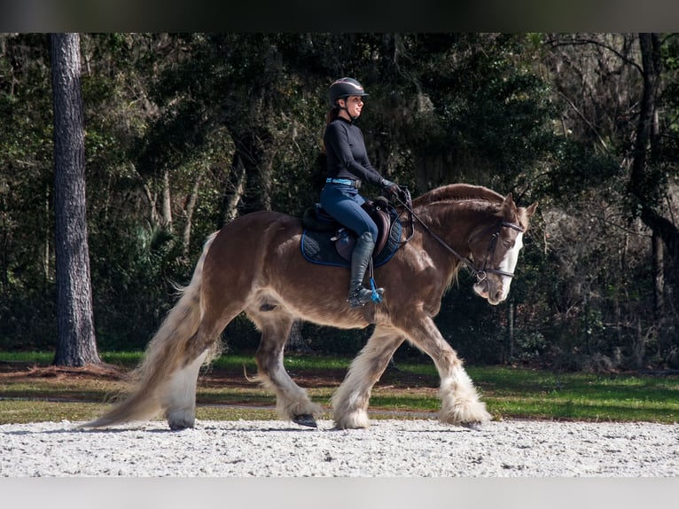 Cob Irlandese / Tinker / Gypsy Vanner Castrone 9 Anni 157 cm in Elkton, KY