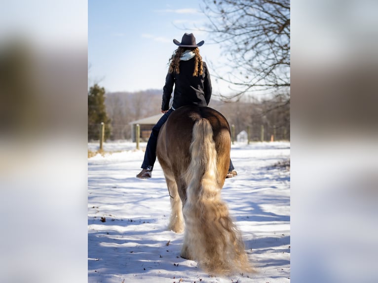 Cob Irlandese / Tinker / Gypsy Vanner Castrone 9 Anni 157 cm in Elkton, KY