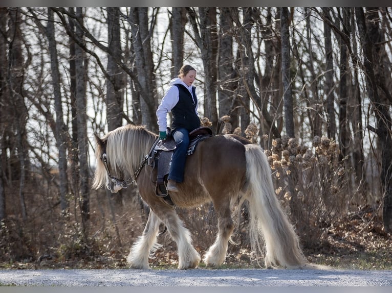 Cob Irlandese / Tinker / Gypsy Vanner Castrone 9 Anni 157 cm in Elkton, KY