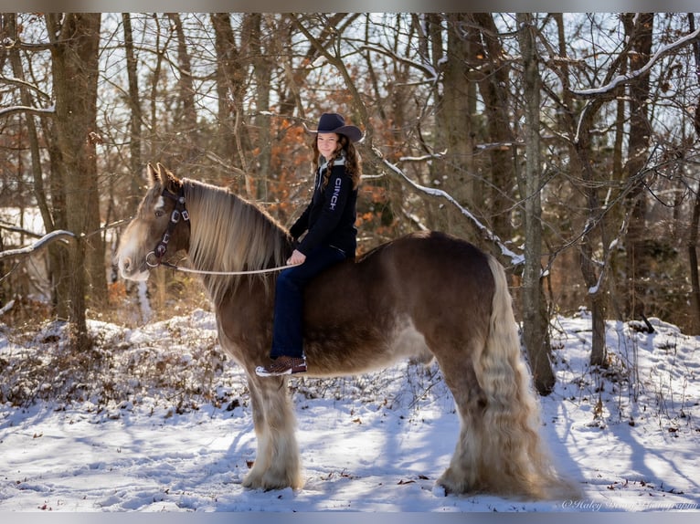 Cob Irlandese / Tinker / Gypsy Vanner Castrone 9 Anni 157 cm in Elkton, KY