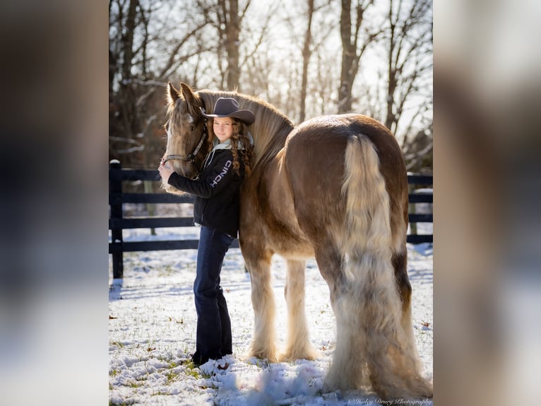 Cob Irlandese / Tinker / Gypsy Vanner Castrone 9 Anni 157 cm in Elkton, KY