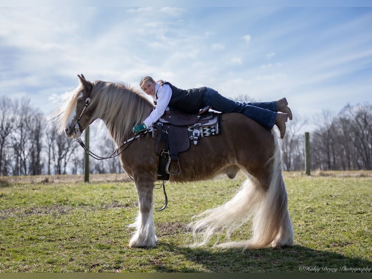 Cob Irlandese / Tinker / Gypsy Vanner Castrone 9 Anni 157 cm in Elkton, KY