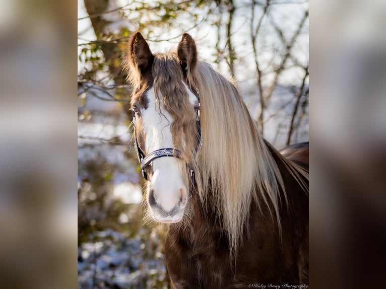 Cob Irlandese / Tinker / Gypsy Vanner Castrone 9 Anni 157 cm in Elkton, KY