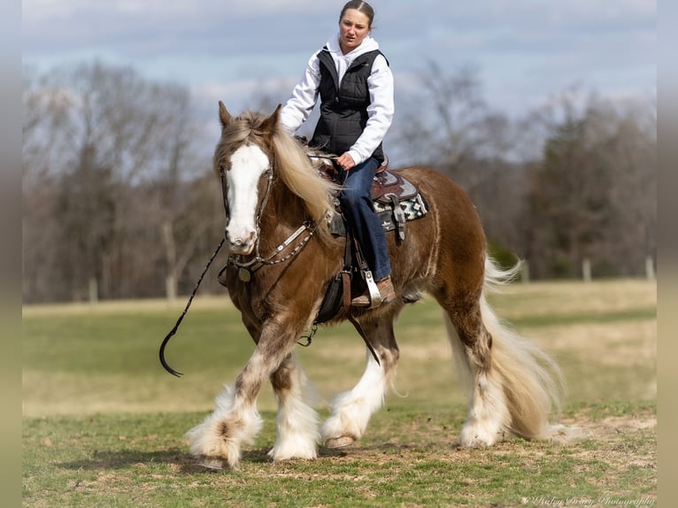 Cob Irlandese / Tinker / Gypsy Vanner Castrone 9 Anni 157 cm in Elkton, KY