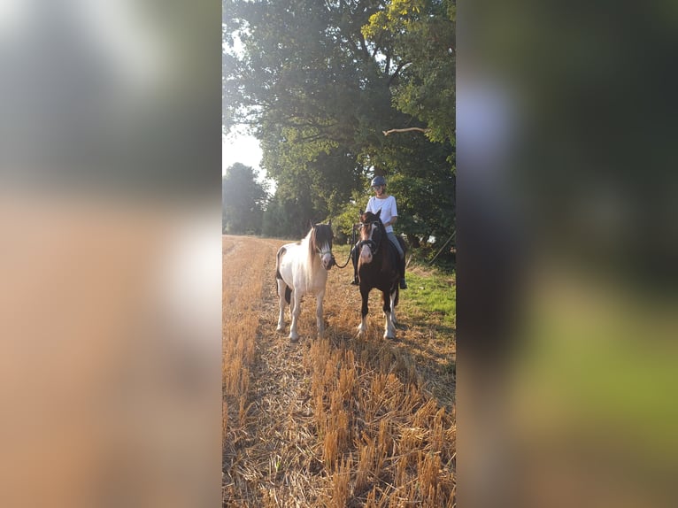 Cob Irlandese / Tinker / Gypsy Vanner Castrone 9 Anni 160 cm Morello in Ennigerloh