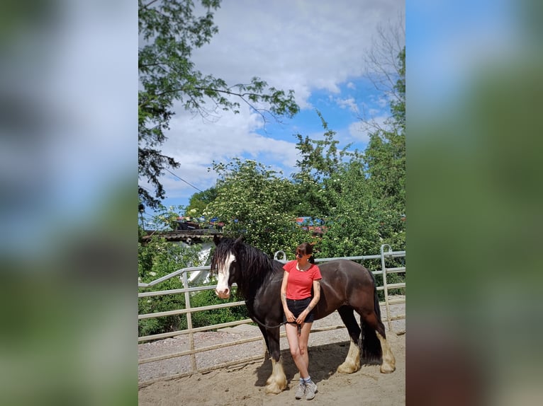 Cob Irlandese / Tinker / Gypsy Vanner Castrone 9 Anni 160 cm Morello in Ennigerloh