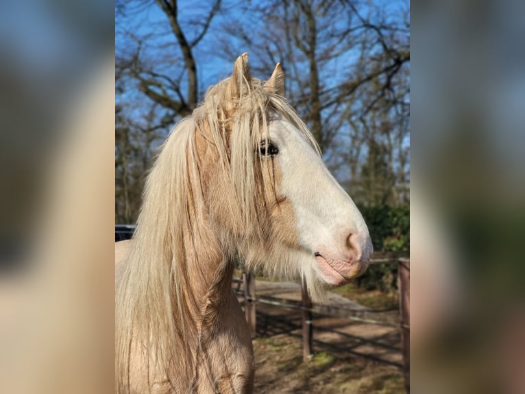 Cob Irlandese / Tinker / Gypsy Vanner Castrone 9 Anni 160 cm Palomino in Dreieich