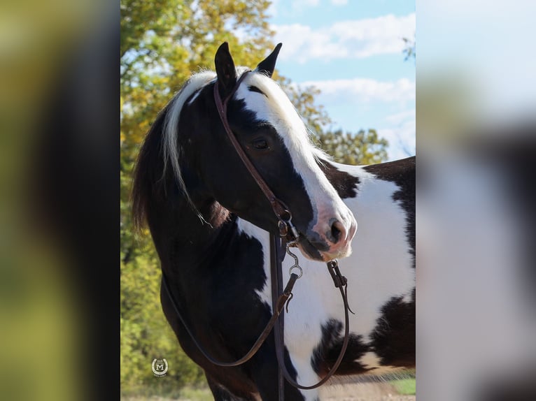 Cob Irlandese / Tinker / Gypsy Vanner Castrone 9 Anni Morello in Windom, MN