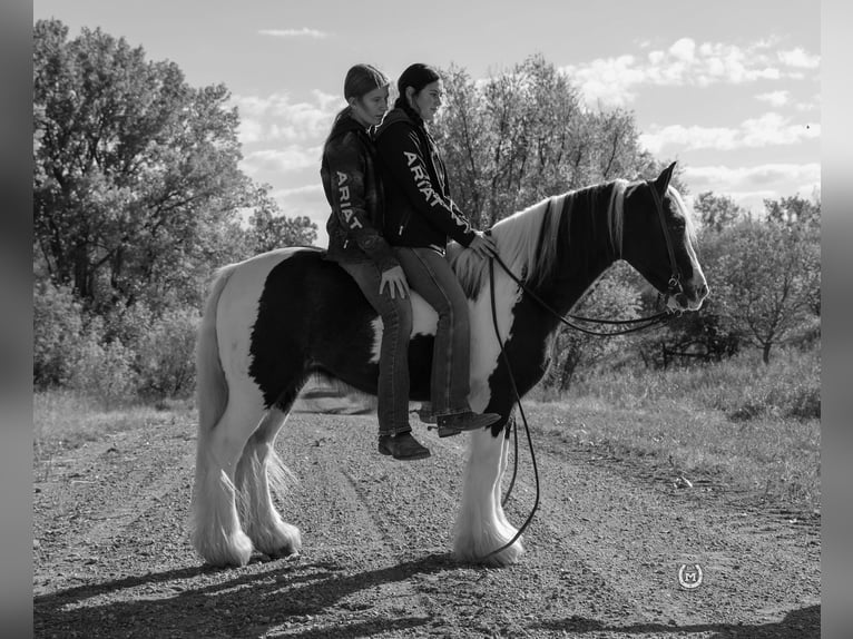 Cob Irlandese / Tinker / Gypsy Vanner Castrone 9 Anni Morello in Windom, MN